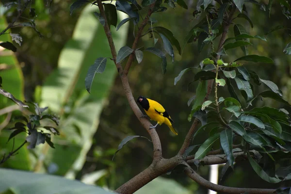 Primer Plano Pájaro Oriole Encapuchado Negro Sentado Una Ramita Mirando — Foto de Stock