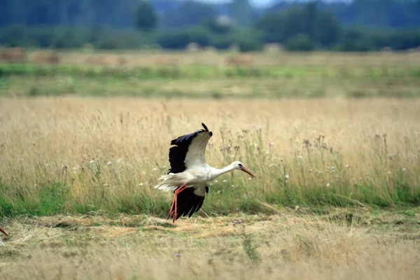 Selective Focus Shot White Stork Preparing Fly Dry Field Grass — Stock Photo, Image
