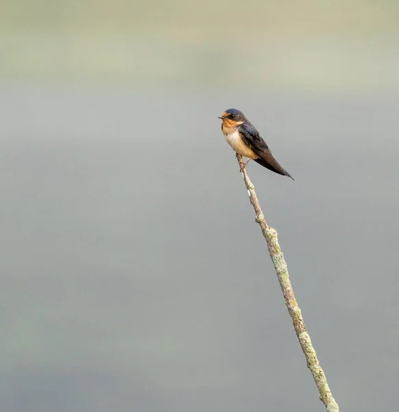 Una Toma Selectiva Enfoque Pájaro Marrón Golondrina Del Granero Sentado —  Fotos de Stock