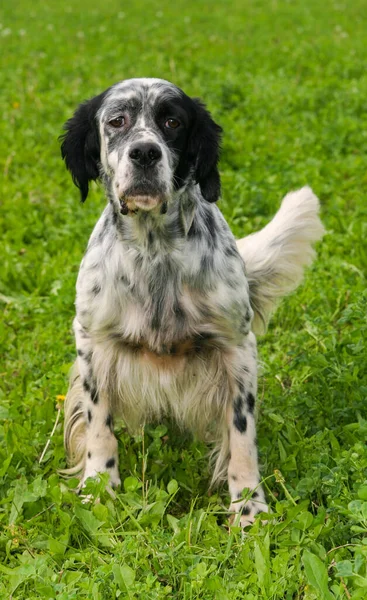 Een Verticaal Portret Van Een Engelse Setter Hond Buiten — Stockfoto