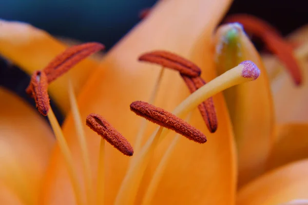 Egy Közeli Kép Egy Narancssárga Liliom Virág Pisztollyal Tűzhelyek Pollen — Stock Fotó