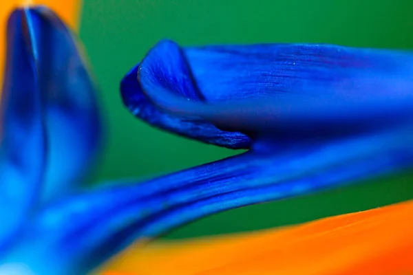 오렌지 배경에 아름다운 Hyacinth 꽃잎의 매크로 — 스톡 사진