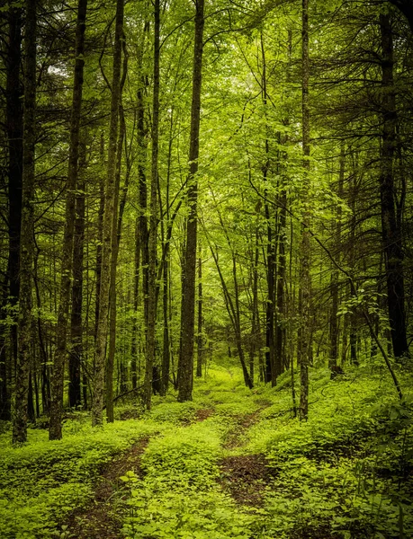 Eine Senkrechte Aufnahme Eines Weges Führt Den Wald Mit Hohen — Stockfoto