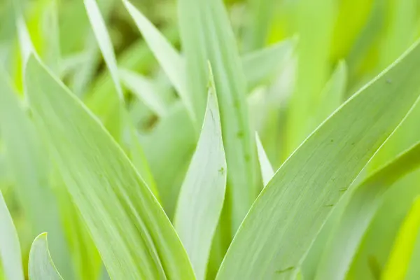 Zbliżenie Strzał Zielonego Tulipana Listowie Polu — Zdjęcie stockowe