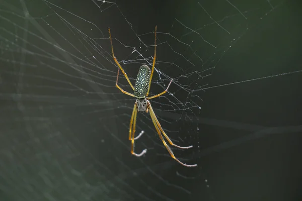 Κοντινό Πλάνο Χρυσής Αράχνης Που Υφαίνει Λευκούς Ιστούς Αράχνης Μαύρο — Φωτογραφία Αρχείου