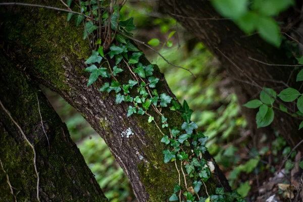 Primer Plano Hojas Hiedra Tronco Árbol —  Fotos de Stock