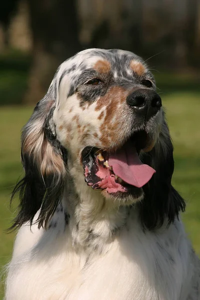 英語のセッター犬の垂直肖像屋外 — ストック写真