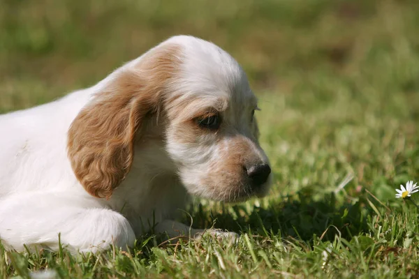 Primer Plano Cachorro Setter Inglés Sobre Fondo Borroso — Foto de Stock