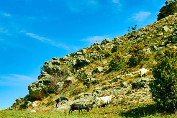 Piękny Widok Kóz Wypasających Się Skalistym Wzgórzu Pod Błękitnym Niebem — Zdjęcie stockowe