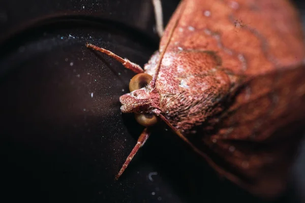 Tiro Macro Inseto Uma Superfície Preta Escura — Fotografia de Stock