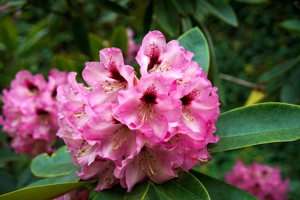 Eine Nahaufnahme Blühender Pazifischer Rhododendron Blumen — Stockfoto