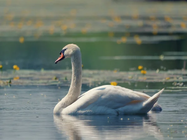 Une Belle Vue Sur Blanc Gracieux Flottant Dans Lac — Photo