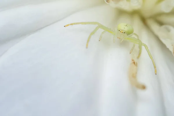 Крупный План Белого Паука Misumena Vatia Стоящего Белом Цветке — стоковое фото