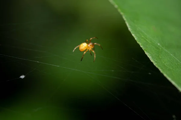 Een Close Shot Van Een Oranje Spin Weeft Een Web — Stockfoto