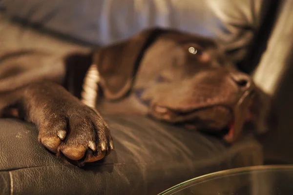 Μια Κοντινή Φωτογραφία Ενός Χαριτωμένου Σκύλου Ξαπλωμένου Στον Καναπέ Στο — Φωτογραφία Αρχείου