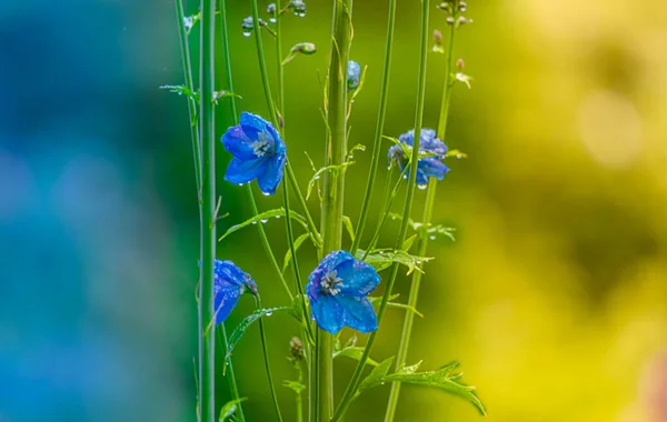 Растение Яркими Голубыми Цветами Влажными Листьями Желтом Синем Размытом Фоне — стоковое фото