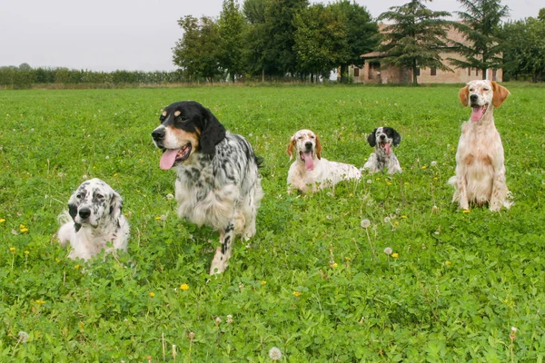 Sekelompok Anjing Selokan Inggris Biasa Halaman Rumput Hijau — Stok Foto