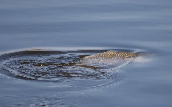 産卵中の鯉のクローズアップショット — ストック写真