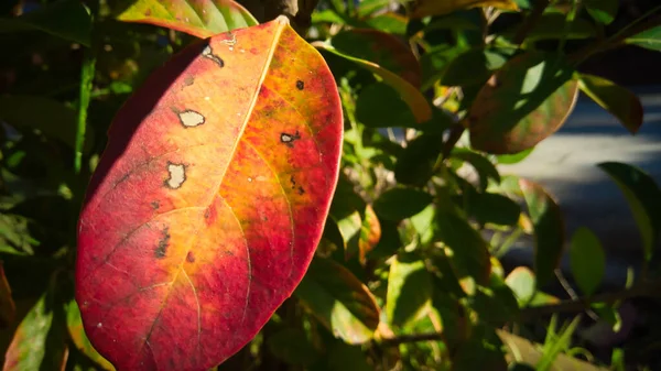 Närbild Bild Orange Pulserande Viburnum Löv Starkt Solljus — Stockfoto