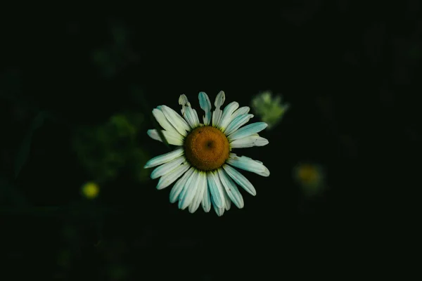 Eine Nahaufnahme Von Gänseblümchen Auf Einem Feld — Stockfoto