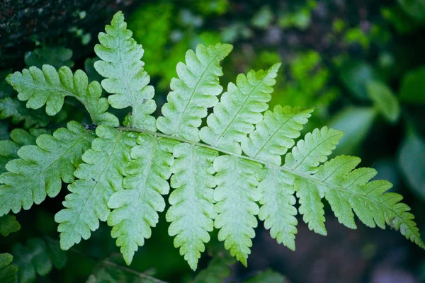 Groene Loof Van Een Tropische Plant Een Tuin — Stockfoto