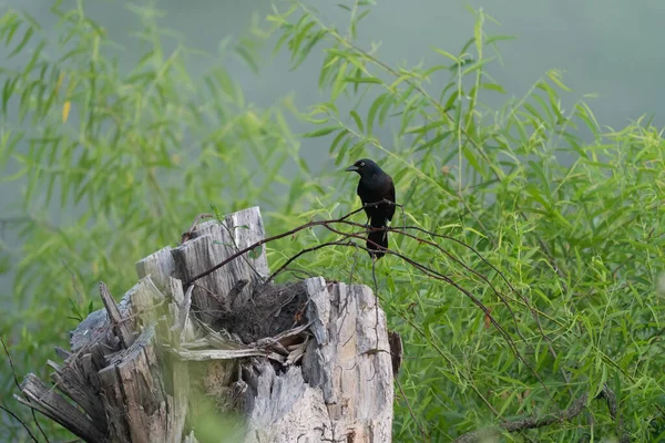 Uccello Drongo Nero Seduto Ramo Uno Sfondo Pieno Foglie Rami — Foto Stock