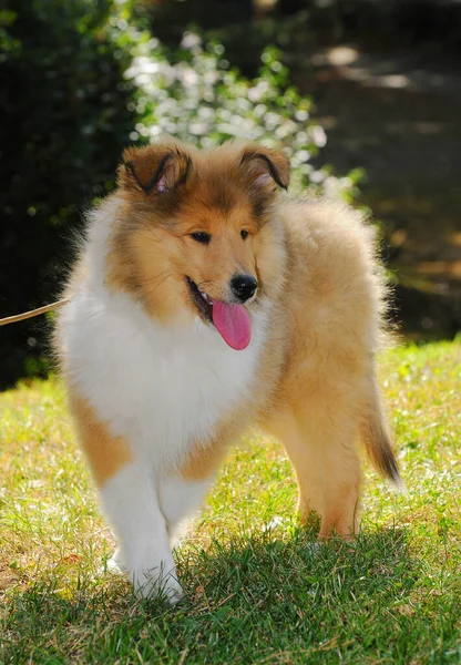 Vertikal Bild Söt Grov Collie Hund Utomhus — Stockfoto