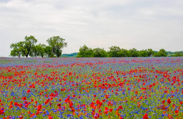 Paisaje Campo Aciano Amapola Silvestre Bajo Cielo Nublado —  Fotos de Stock