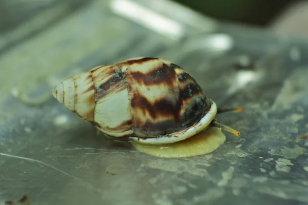 Eine Nahaufnahme Einer Schnecke Mit Ihrem Gehäuse — Stockfoto