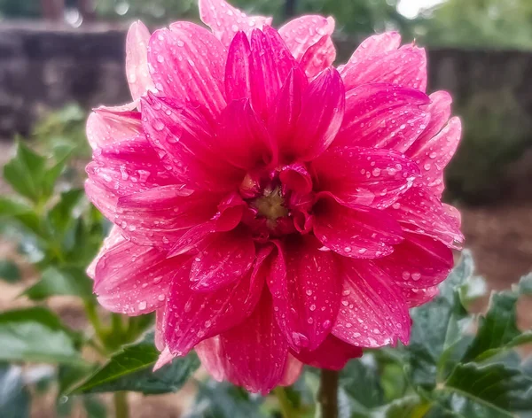 Růžový Květ Dahlia Kapkami Rosy Okvětních Lístcích Zahradě — Stock fotografie