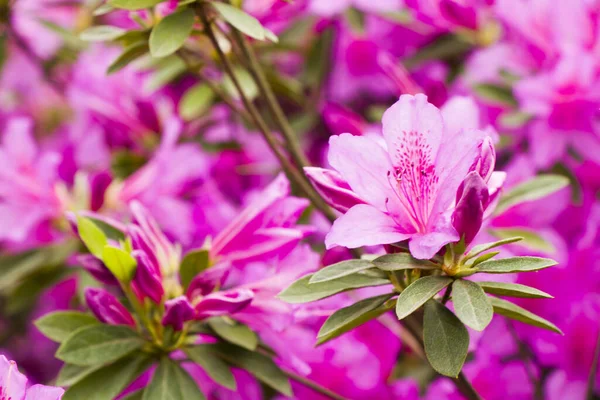 Closeup Shot Blooming Azalea Flowers — Stock Photo, Image