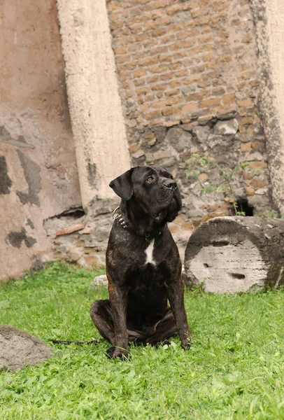 Вертикальный Портрет Чёрного Итальянского Корсо Дога — стоковое фото
