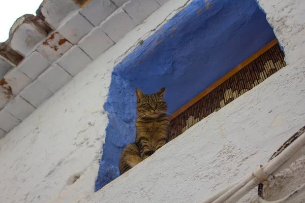 Eine Flache Aufnahme Einer Gestromten Katze Die Fenster Sitzt — Stockfoto