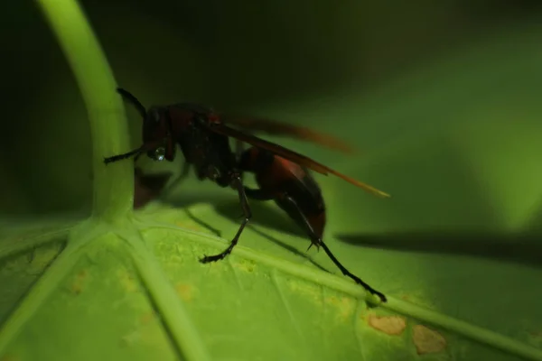 Insecte Noir Sur Feuille Verte — Photo