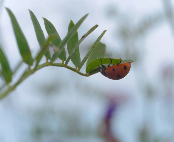 Closeup Shot Ladybug Green Leaf Blurred Background — Stock Photo, Image