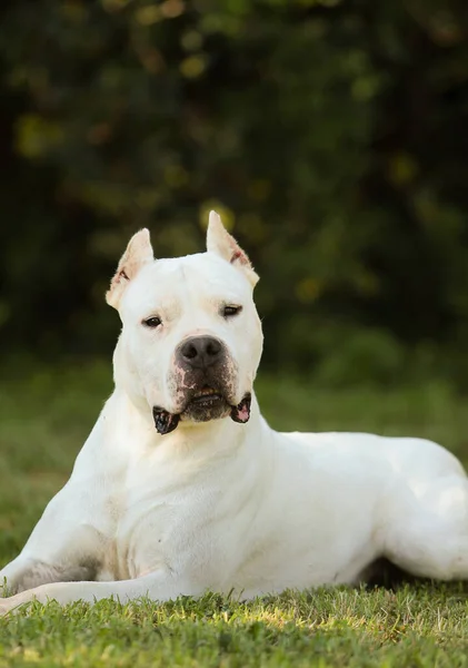 Vertikální Portrét Psa Dogo Argentino Venku — Stock fotografie
