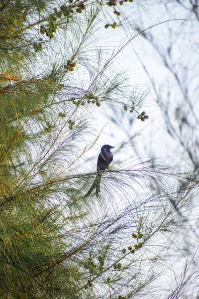 Tiro Vertical Pássaro Estorninho Comum Empoleirado Uma Árvore Durante Dia — Fotografia de Stock