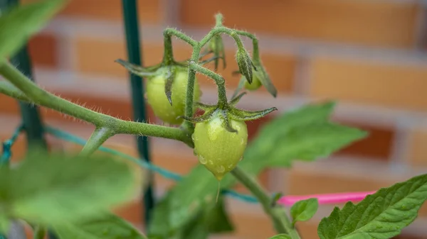 庭の緑の成長トマトの植物 — ストック写真