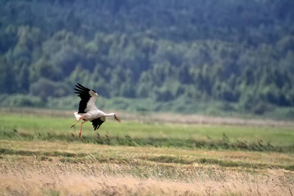 Selective Focus Shot White Stork Flying Outdoors Daylight — Stock Photo, Image