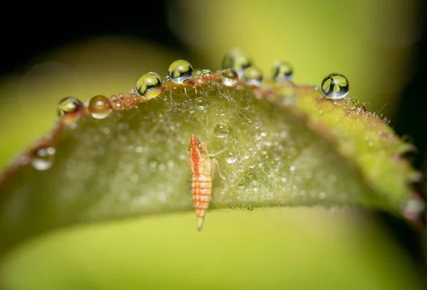 Una Macro Toma Gotas Rocío Pequeñas Transparentes Insecto Con Rayas —  Fotos de Stock