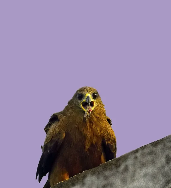 Low Angle Shot Brown Bite Perched Steel Piece Purple Background — Stock Photo, Image