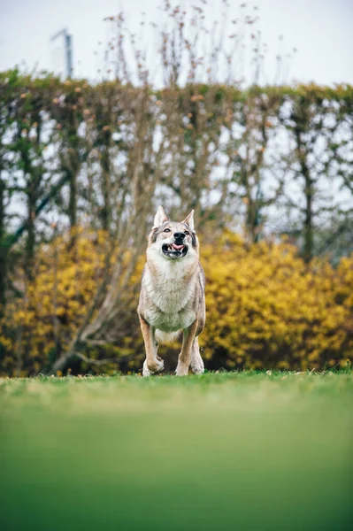 Une Prise Vue Sélective Chien Loup Colère Dans Jardin — Photo