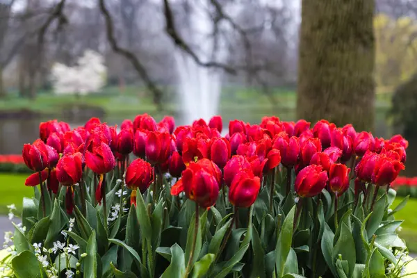 Tiro Seletivo Foco Tulipas Vermelhas Parque — Fotografia de Stock