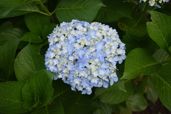 Parktaki Fransız Ortancasında Güzel Mavi Çiçekler — Stok fotoğraf