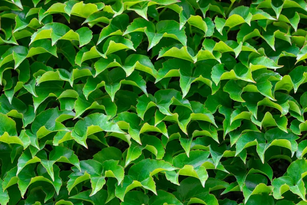 Closeup Image Densely Growing Big Green Ivy Leaves Wall — Stock Photo, Image