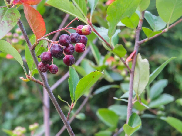 Tiro Seletivo Amoras Pretas Aronia Melanocarpa Ramo — Fotografia de Stock