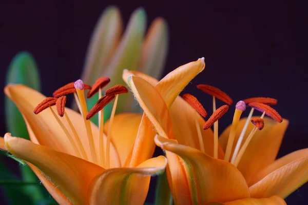 Primo Piano Fiori Giglio Arancione Con Pistillo Stami Polline Ottimo — Foto Stock