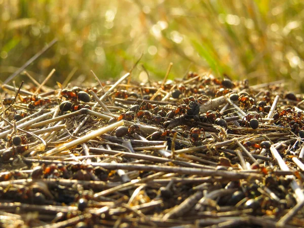 Zbliżenie Ujęcia Wielu Mrówek Suszonych Roślinach — Zdjęcie stockowe