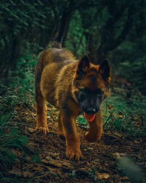 Svislý Záběr Hnědého Německého Ovčáka Štěně Jazyk Ven Procházky Lese — Stock fotografie