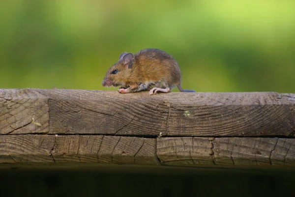 木製の表面に小さなマウスのクローズアップショット — ストック写真
